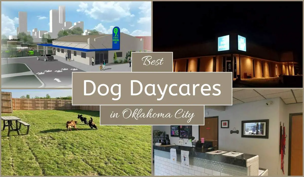 Best Dog Daycares In Oklahoma City